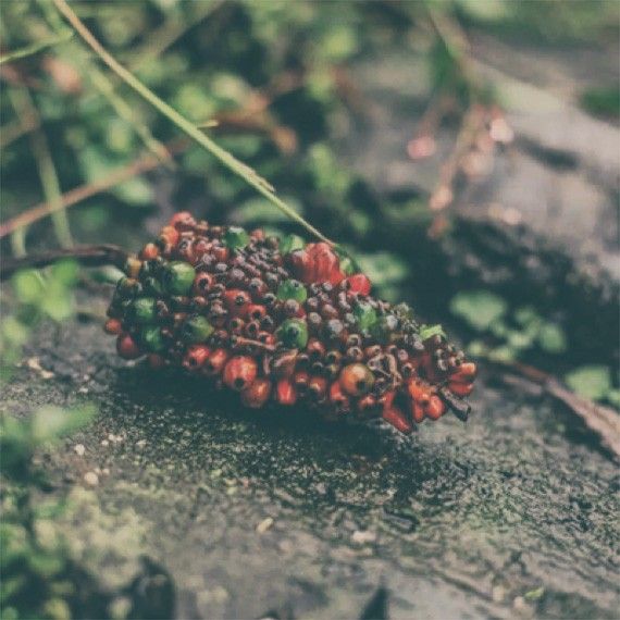 Finest Origin Finest Origin